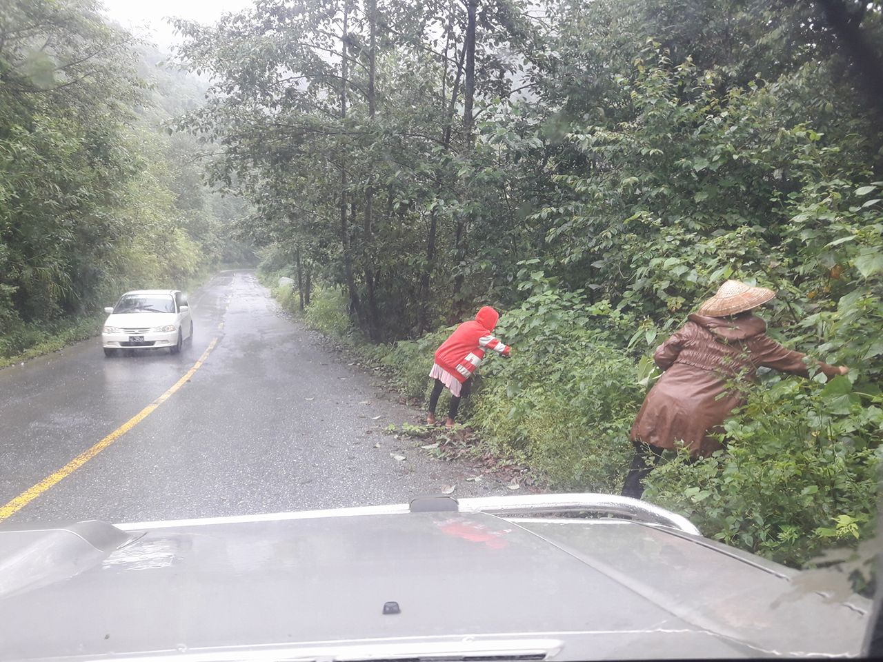 picking wild vegetables for the meals one the way back to Myitkyina picking wild vegetables for the meals one the way back to Myitkyina